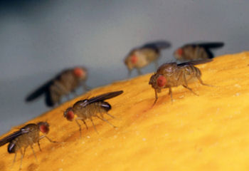 moscasdelafruta.jpg