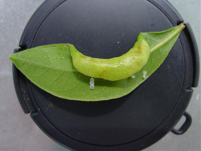 mosquilias1.jpg
