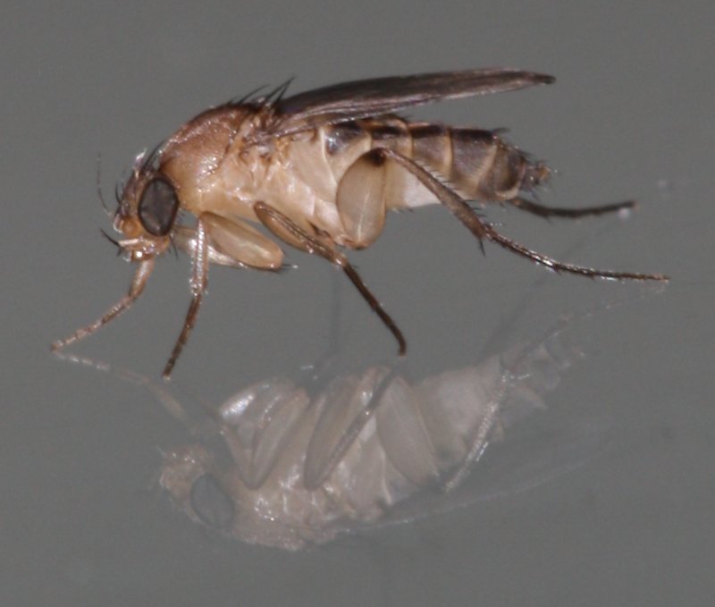 mosquita.jpg