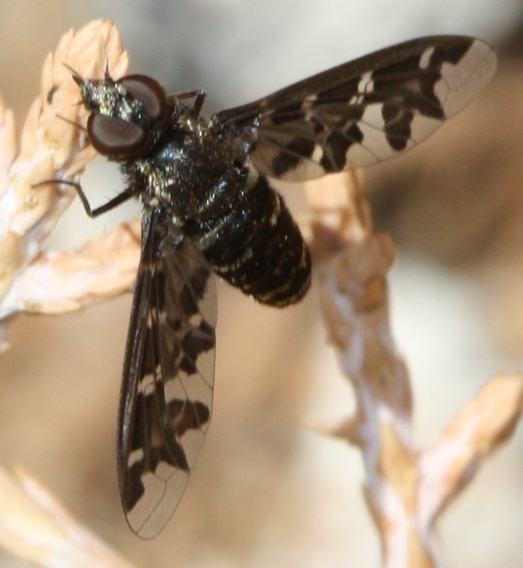 mosquita1hoju.jpg