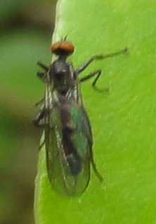 mosquita_4060.jpg