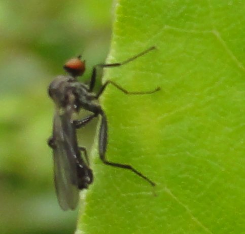 mosquita_4061.jpg