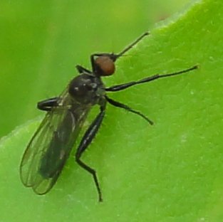 mosquita_4065.jpg