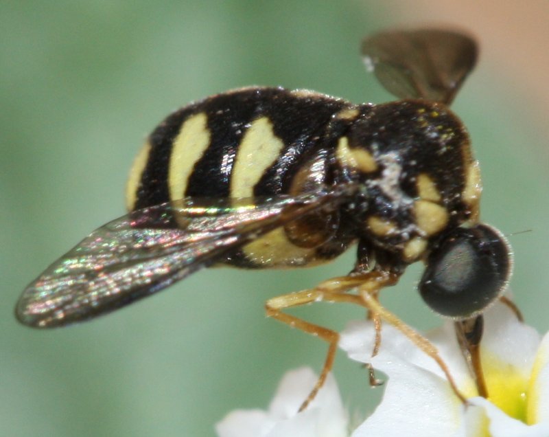 mosquitahoju1.jpg