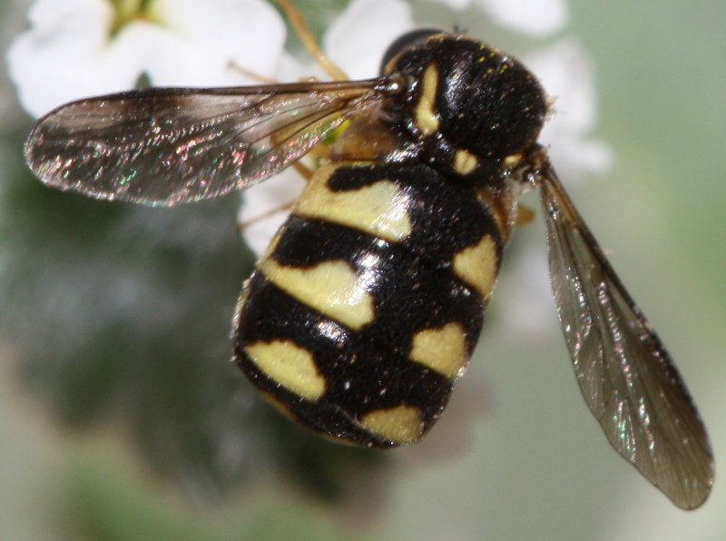 mosquitahoju3.jpg