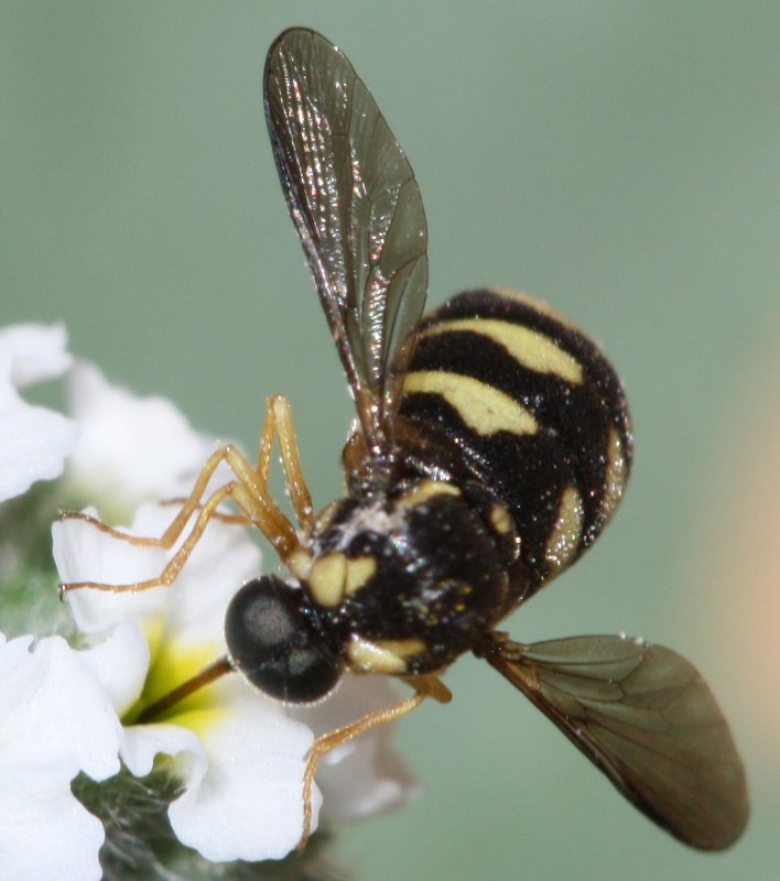 mosquitahoju5.jpg