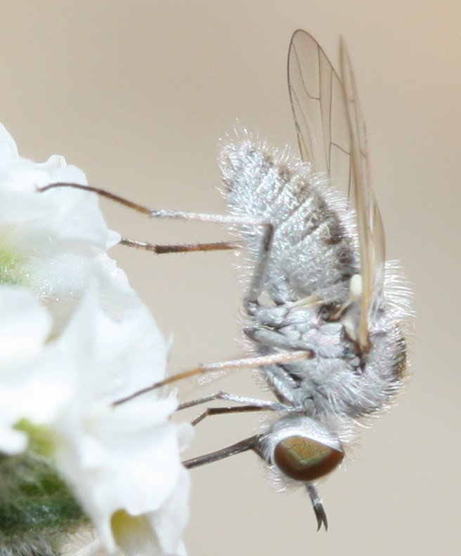mosquitajuho1.jpg