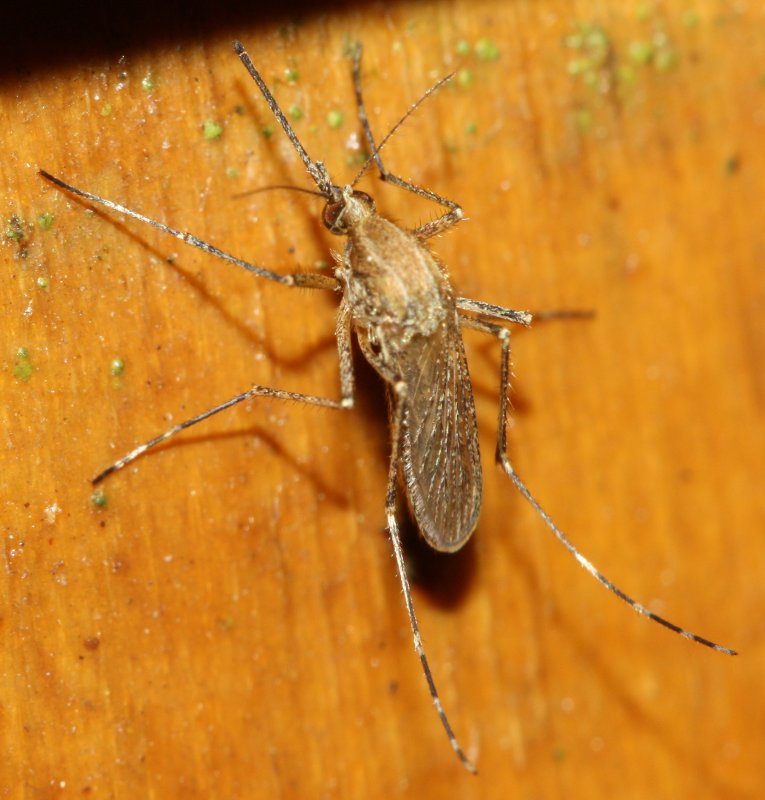 mosquito.jpg