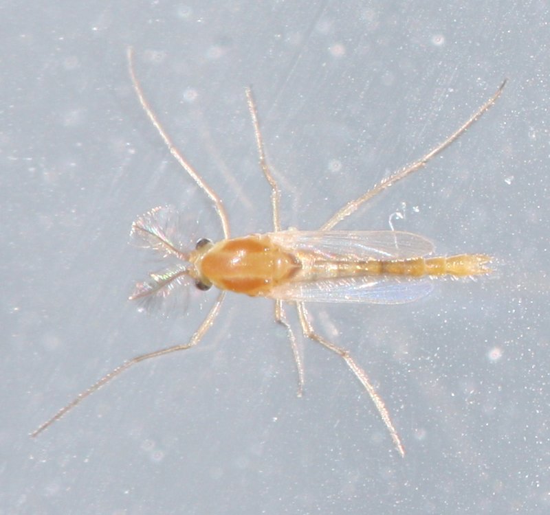 mosquito.jpg