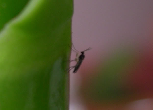 Mosquito-Orqui-3.jpg