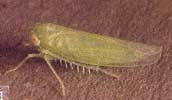 mosquito-verde-empoasca.jpg