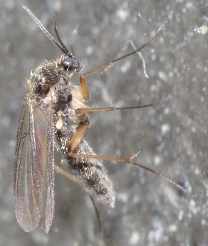 mosquito1.jpg