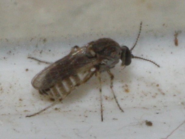 Mosquito_3494.jpg