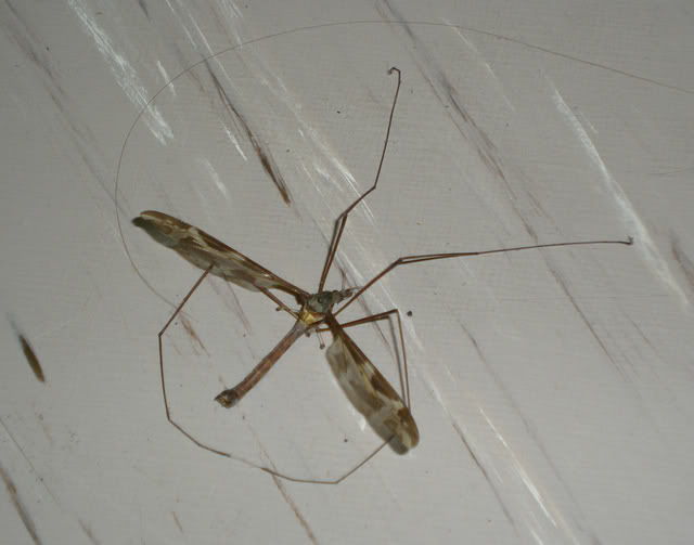 Mosquitou.jpg