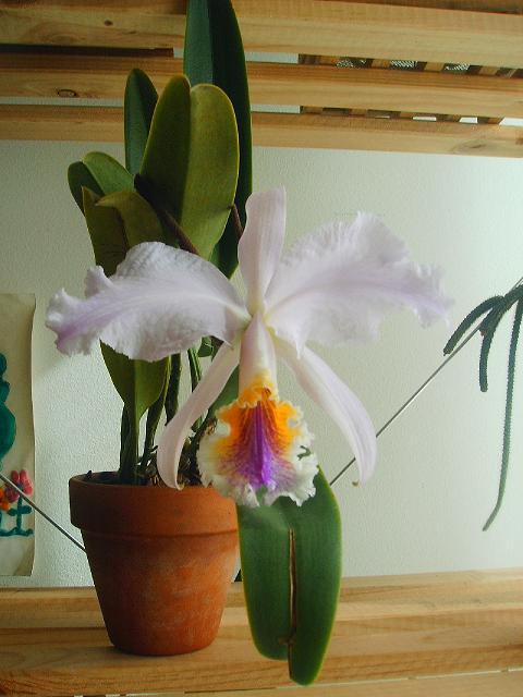 mossiae%204.JPG
