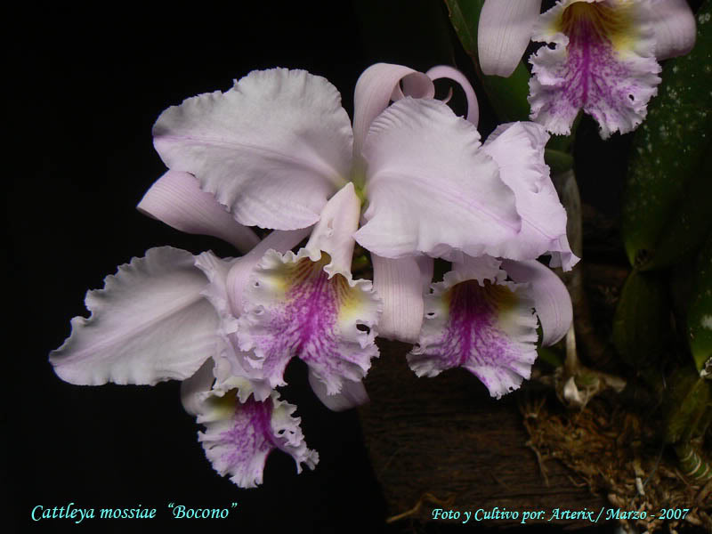mossiae_bocono01.jpg