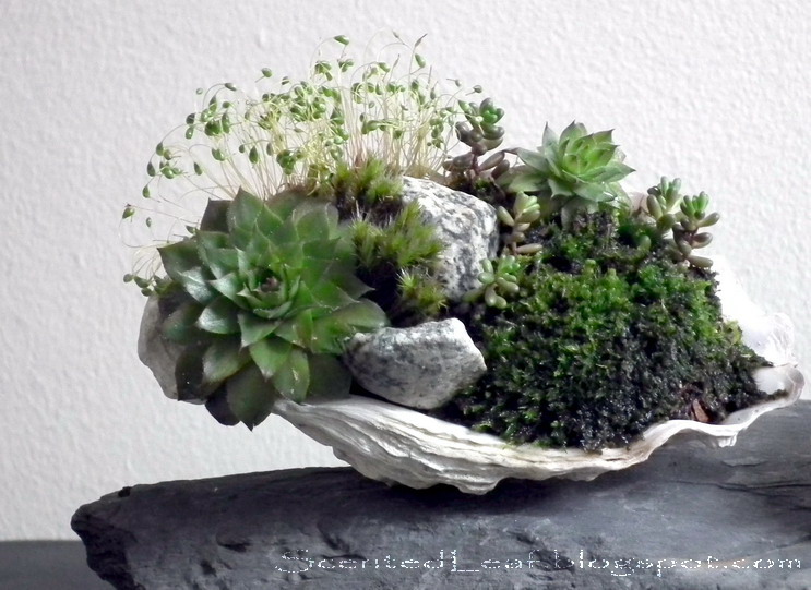 Mother_day_gift_potted_plants_in_oyster_shell.jpg