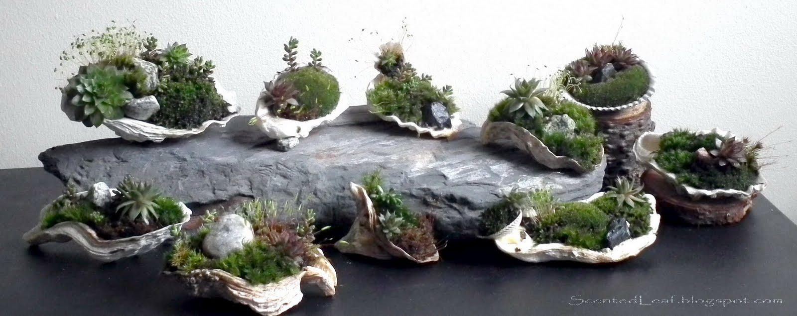 Mother_day_gifts_Accent_plants_potted_in_oyster_shells.jpg