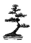 moyogi_bonsai.gif