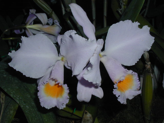 mp2001_220.jpg