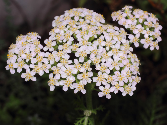 mp_achillea_mil_2017_02.jpg