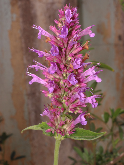mp_agastache_mex_2017_02.jpg