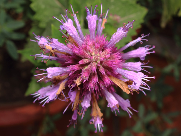mp_agastache_mex_2017_03.jpg