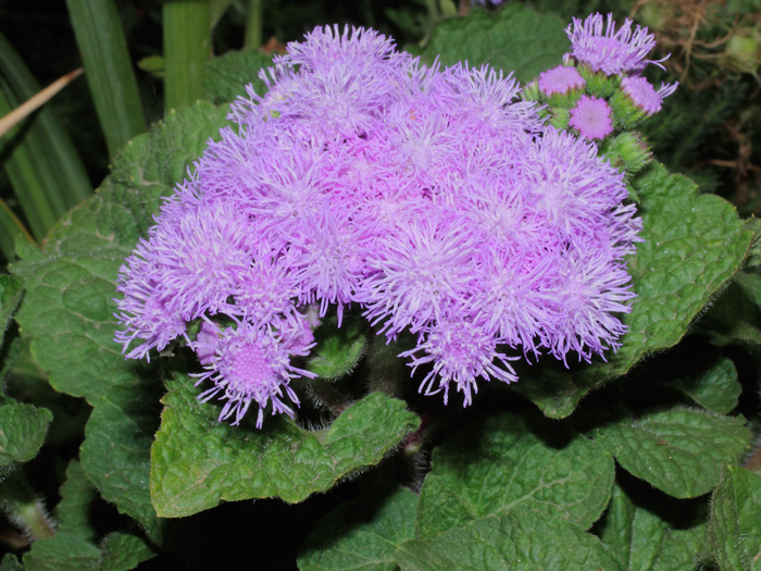 mp_ageratum_2012_04.jpg