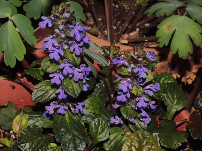 mp_ajuga_rep_2015_01.jpg