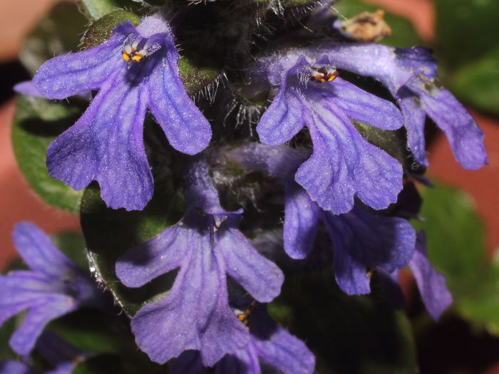 mp_ajuga_rep_2015_02.jpg