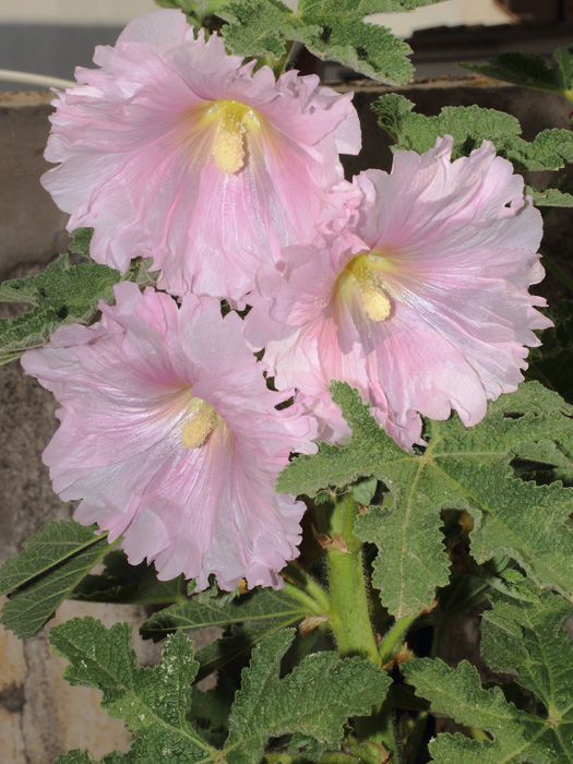 mp_alcea_2014_01.jpg