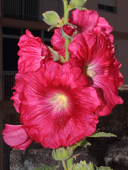mp_alcea_2014_03.jpg