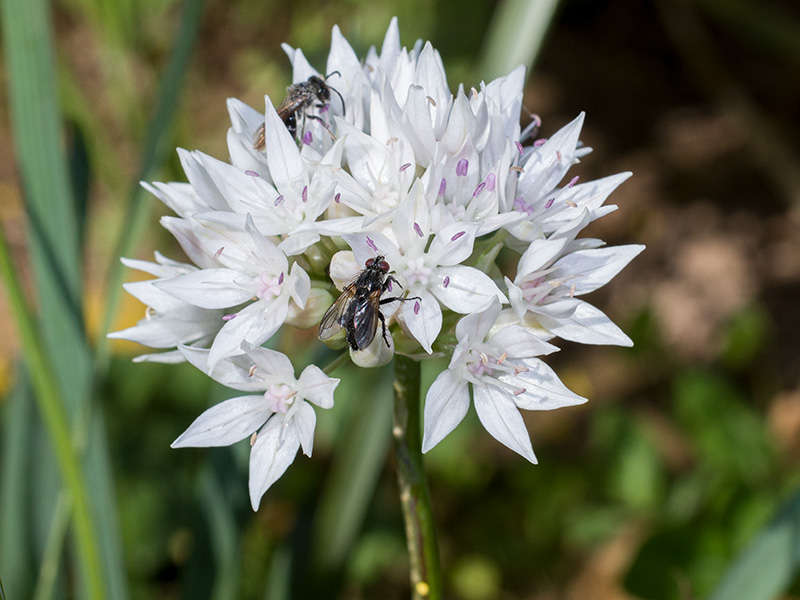 mp_allium_amp_2021_01.jpg