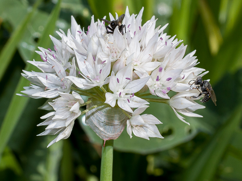 mp_allium_amp_2021_02.jpg