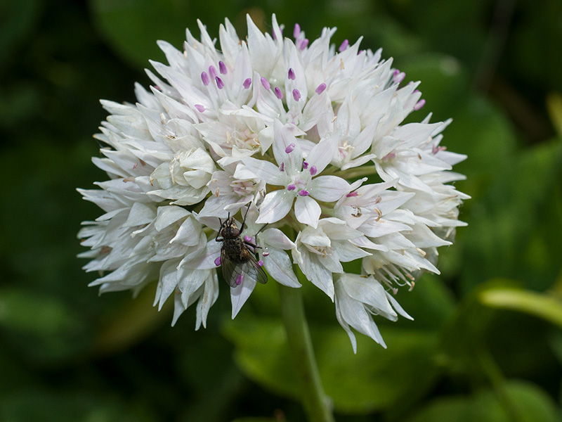 mp_allium_amp_2021_03.jpg