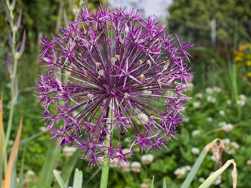 mp_allium_christophii_2021_01.jpg