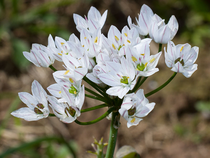 mp_allium_mas_2021_01.jpg