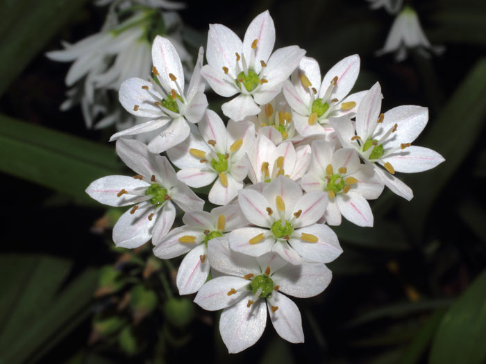 mp_allium_nea_2015_01.jpg