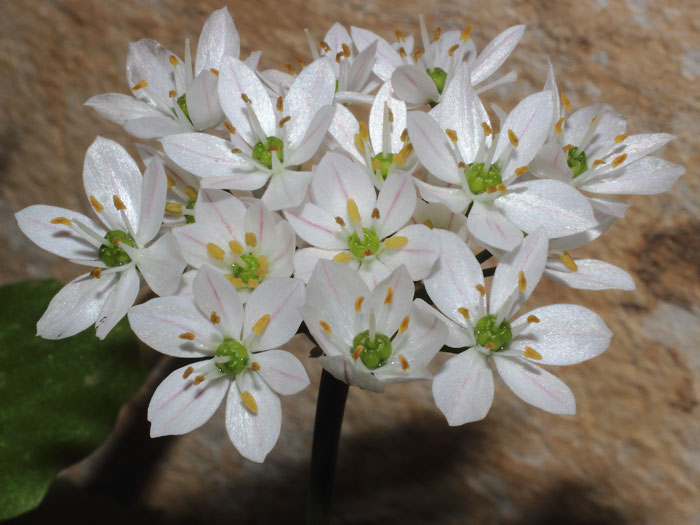 mp_allium_nea_2015_02.jpg