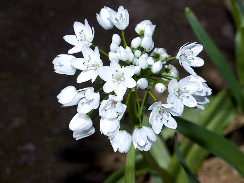 mp_allium_nec_2021_01.jpg