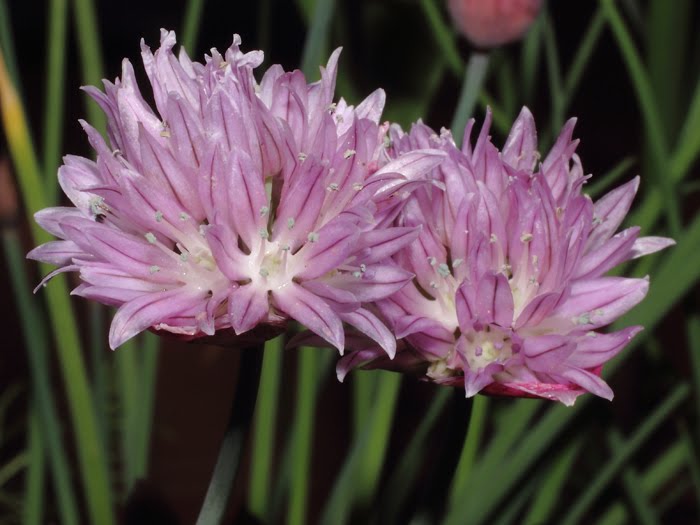 mp_allium_sch_2016_01.jpg