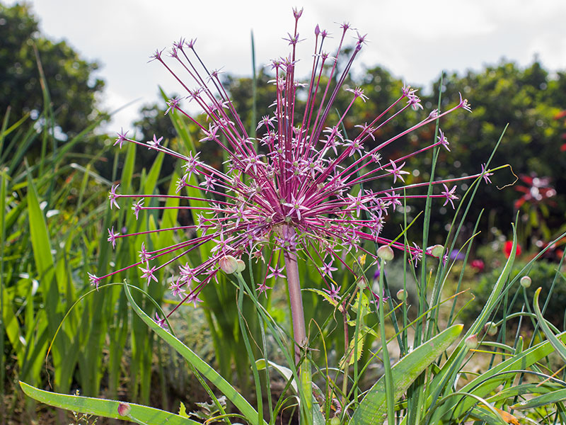 mp_allium_schuberti_2021_01.jpg