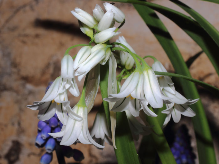mp_allium_tri_2015_01.jpg
