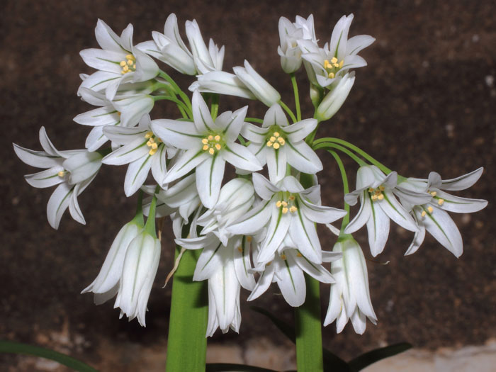 mp_allium_tri_2015_02.jpg