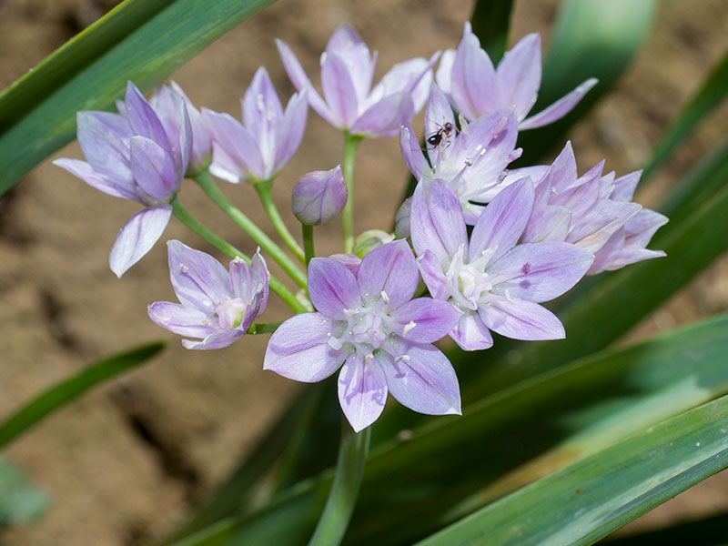 mp_allium_uni_2021_01.jpg