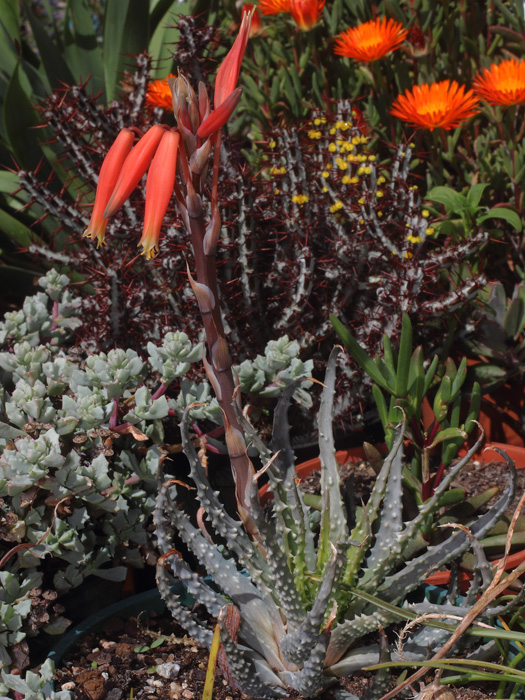 mp_aloe_hum_2017_01.jpg