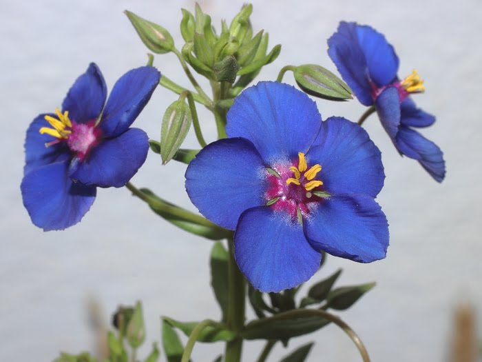 mp_anagallis_mon_2016_01.jpg