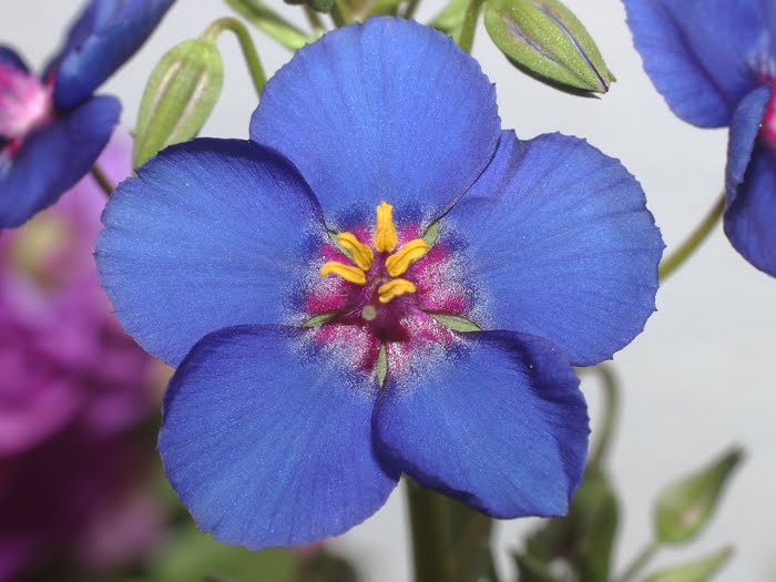 mp_anagallis_mon_2016_02.jpg