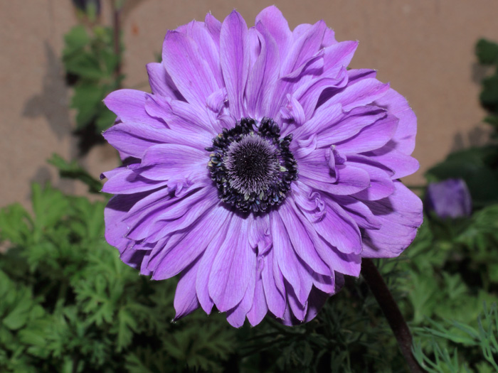 mp_ane_stbri_2013_01.jpg