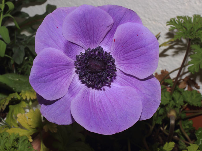 mp_anemone_cdc_2015_01.jpg